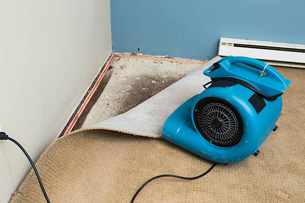 Best Water damage restoration services  in Maili, HI